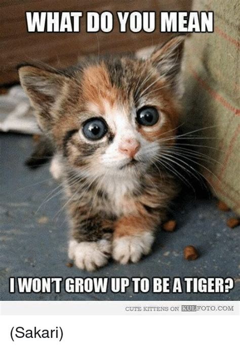 cute kitty memes - Kittens Photo (41532624) - Fanpop