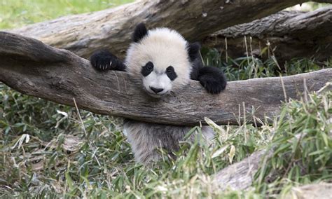 Giant Panda Cub FAQs | Smithsonian's National Zoo