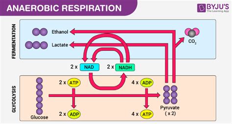 Aerobic And Anaerobic Respiration - Major Differences