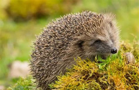 Hedgehog Breeds