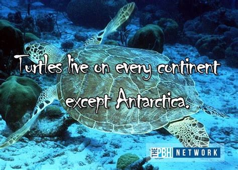 Ocean Animals Facts: 10 Amazing Things About Marine Life