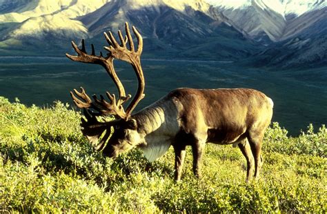 Reindeer | Habitat, Diet, Antlers, & Facts | Britannica