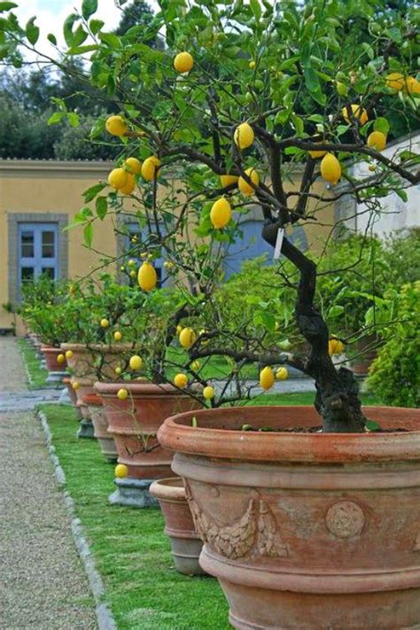 The Mystique of a Lemon Tree in a Small Garden