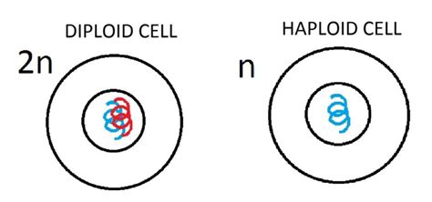 5 Important Difference between Haploid and Diploid Cells In Tabular ...