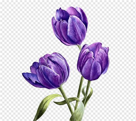 Purple Watercolor Flowers Png | Best Flower Site