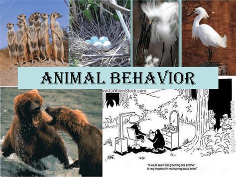 Animal Behavior