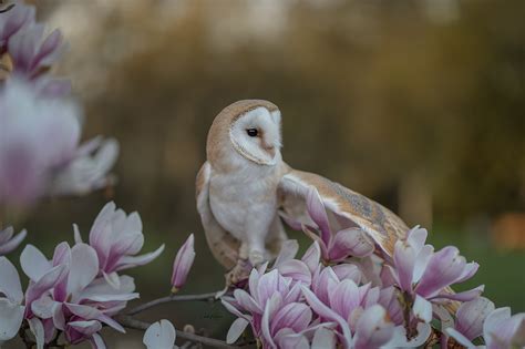 Barn Owl Bird Flower Owl Wildlife Wallpaper - Resolution:2000x1333 - ID ...