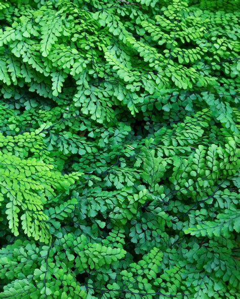 Maidenhair Fern - Jeffries Nurseries