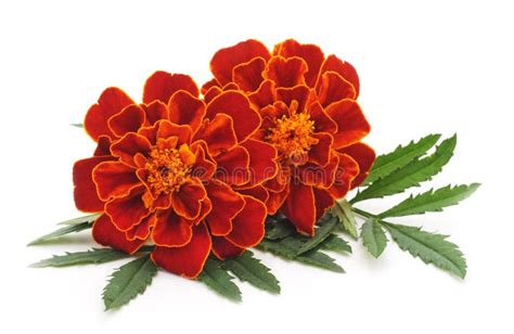 Bouquet of marigolds. stock photo. Image of ornamental - 75793658