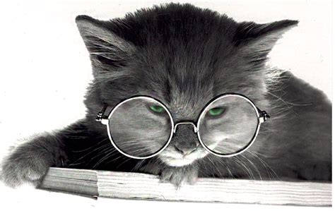 Crazy Cat Lady, Crazy Cats, Kittens Cutest, Cats And Kittens, Glasses ...