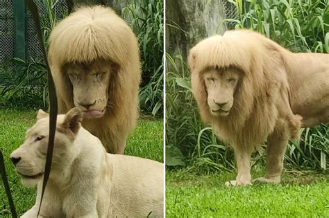 Lion with ‘mullet’ forces zoo to deny Joe Exotic haircut: ‘It’s nature ...