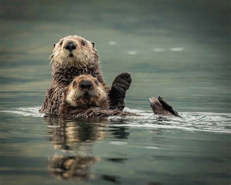 10 Interesting Facts About Sea Otters - A-Z Animals