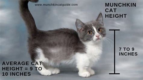 Non Standard Munchkin Cat Size - Maren-has-Coleman