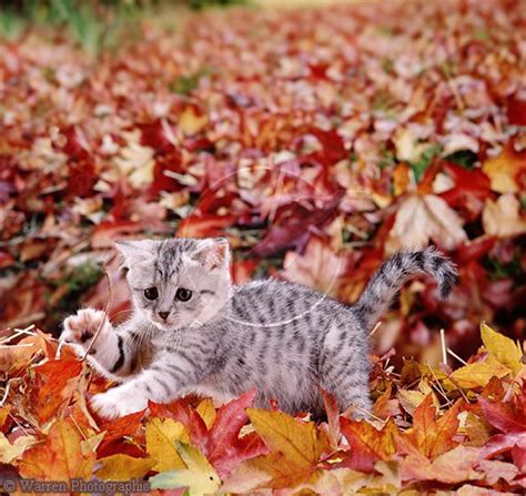 20 Cats Enjoying Fall Foliage