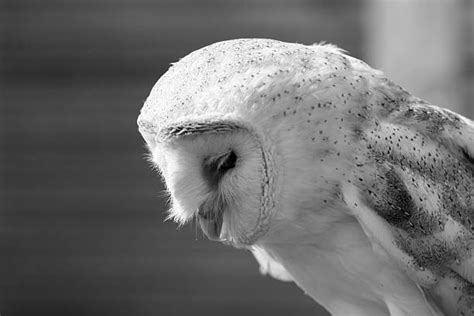 Sad Owl Stock Photos, Pictures & Royalty-Free Images - iStock