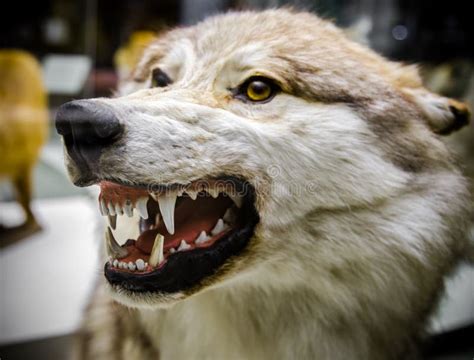 Angry Wolf Showing His Teeth Stock Image - Image of natural, canada ...