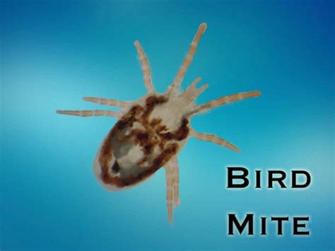 bird-mite - Pest Free Living