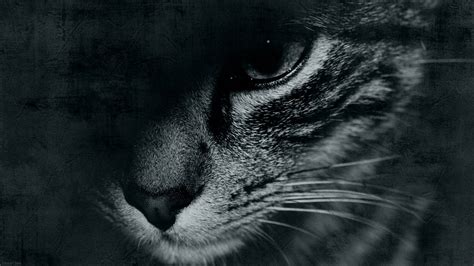 Black Cat Eyes Wallpaper (69+ images)