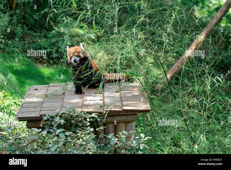 Red panda eating bamboo Stock Photo - Alamy