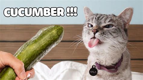 Cats Reaction | Funny Cats Scared Of Cucumber: Expectation Vs Reality ...