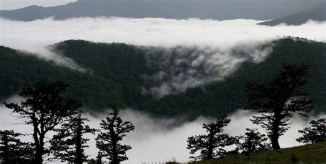 Hyrcanian Forests | Iran Destination,Travel to Iran, Iran Travel Agency ...