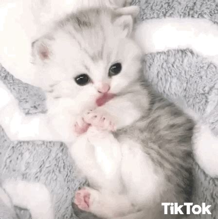 Baby Cat GIFs - Find & Share on GIPHY