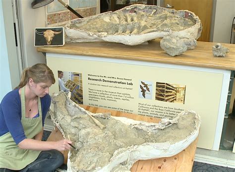 Ice-Age bison fossil found in North County | FOX 5 San Diego & KUSI News