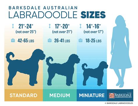 Standard Labradoodle Size