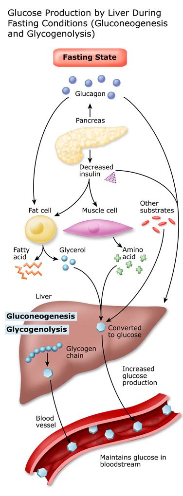 Liver Glycogen; Hepatic Glycogen