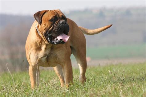 Bullmastiff Dog Breed Information