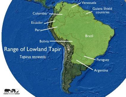 Lowland Tapir | Tapir Specialist Group