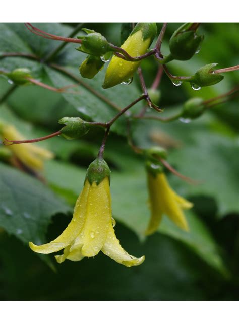 Kirengeshoma palmata - The Beth Chatto Gardens