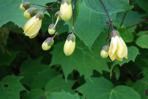 Kirengeshoma Palmata. Perennials for Sale . Letsgoplanting.co.uk