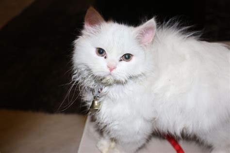 Pets Pakistan - Persian kitten white