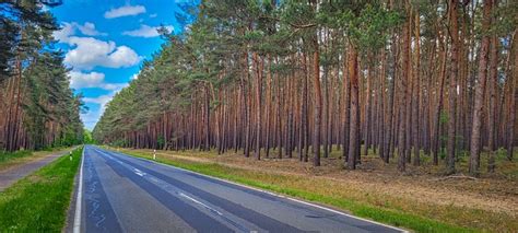 Forest Road Path - Free photo on Pixabay - Pixabay