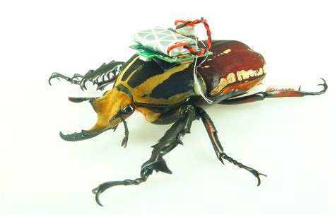 Cyborg Beetle: 'Insect-Computer Hybrid' Controlled Through Nervous ...