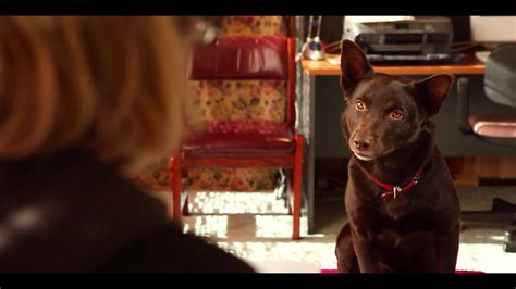 KOKO: A Red Dog Story | Official Trailer | KOKO is a different kind of ...