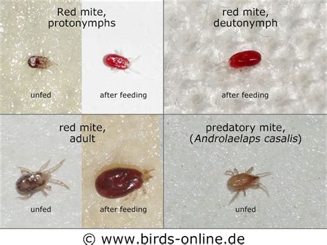 Bird Mites Life Cycle