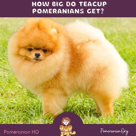 How Big Do Teacup Pomeranians Get?