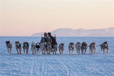 Amateur Showdown Winner! – Dog Sled Patrol