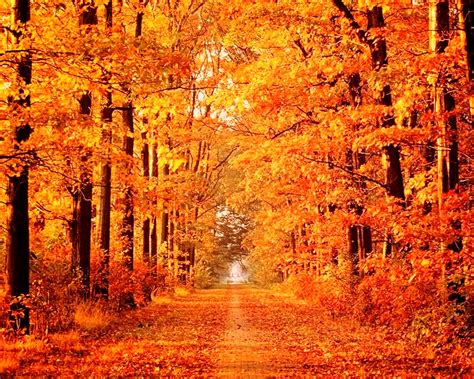 Free photo: Autumn Scene - Autumn, Autumnal, Blue - Free Download - Jooinn