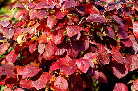 12 Great Shrubs and Vines for Fall Color