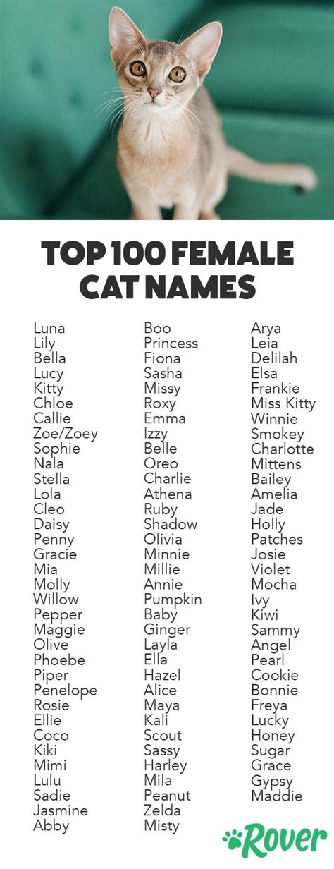 Cute Kitty Names For Black And White Cats