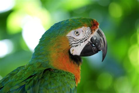 10 Most Colorful Parrot Species