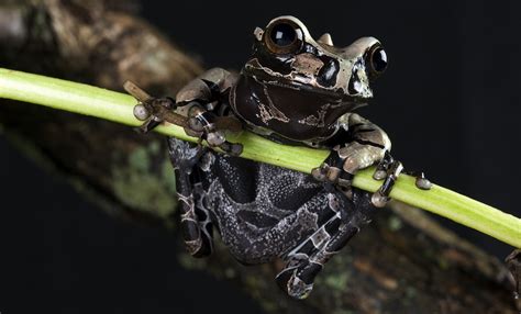 Coronated tree frog | Smithsonian's National Zoo and Conservation ...