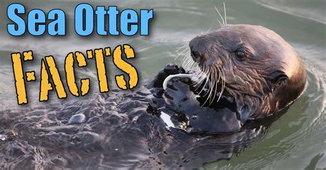 Sea Otter Facts & Information For Kids, Pictures, Video & More