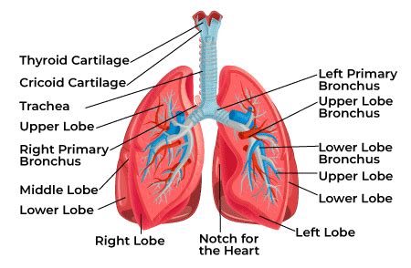 Anatomy of the Human Lung - GeeksforGeeks