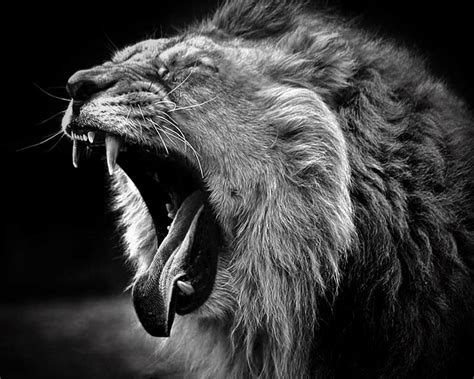 Lion Wallpapers - Latest Lion Backgrounds - WallpaperTeg