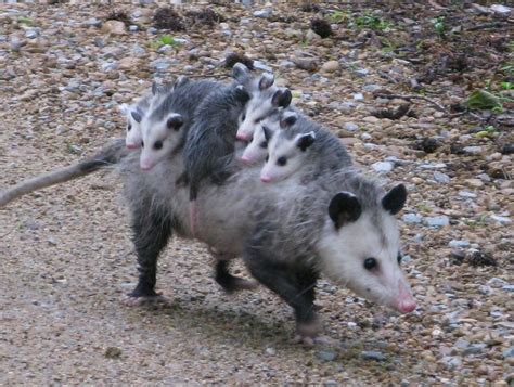 Possum et opossum - 2Tout2Rien