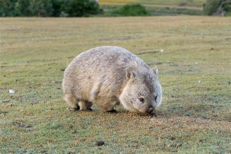 Best Places to See Wildlife in Tasmania | Happiest Outdoors